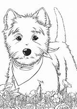 Terrier Highland Westi sketch template