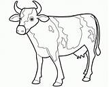 Cow Drawing Coloring Outline Animals Drawings Pages Cute Animal Kids Draw Carabao Clipart Colour Sheet Wallpaper Beautiful Clip Cows Printable sketch template