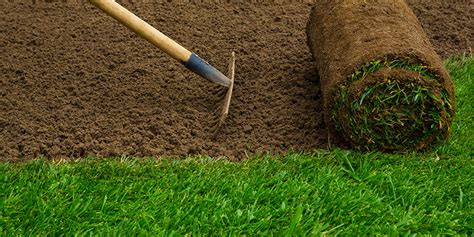 grass seed  sod reimer soils