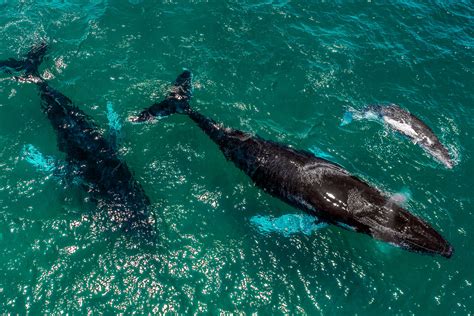 study  humpback whale survivors  orca attacks