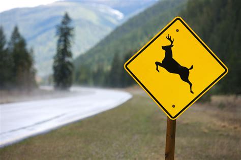Deer sex road