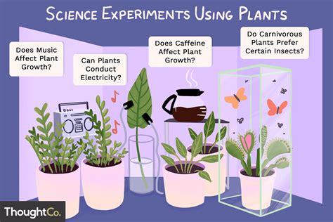 ideas  science experiments  plants