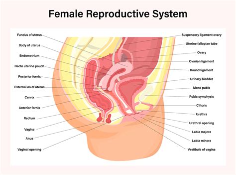 female reproductive system  vector art  vecteezy