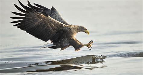 white tailed eagle gathering  oder delta presents magnificent spectacle rewilding europe
