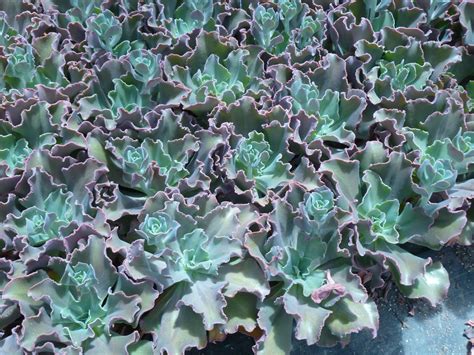 echeveria coral glow  succulent selection pinterest echeveria