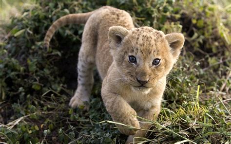 baby lion wallpaper