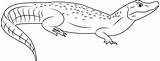 Caiman Coloring Pages Snouted Broad Alligator Designlooter Coloringpages101 43kb 309px Color sketch template