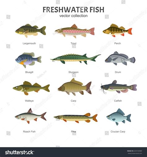 freshwater fish set vector illustration   types  fish