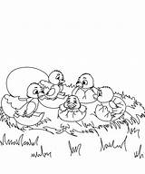 Patito Colorear Feo Duckling Ducklings Stygge Fargelegging Feio Patinho Hatching Colorea Stor Patitos sketch template