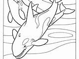 Orca Coloring Pages Getdrawings Getcolorings Color sketch template