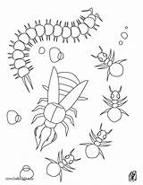 Coloring Centipede Ants Pages Designlooter Getcolorings 71kb Hellokids Draw sketch template