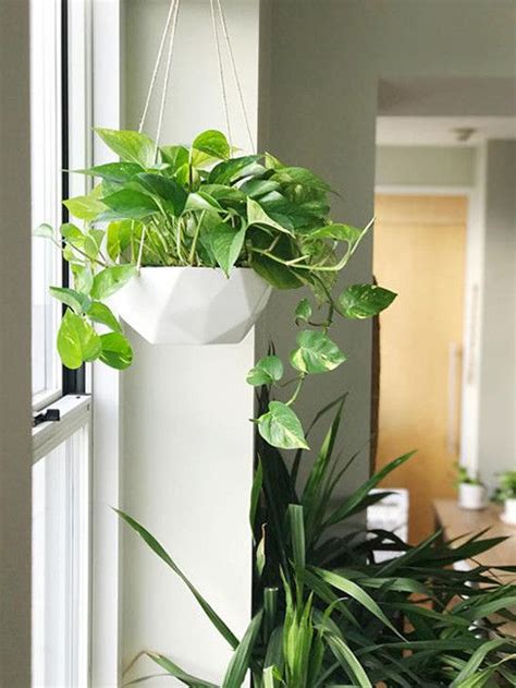 Best Hanging Planters For Indoor Plants Spring 2018 Hanging Plants