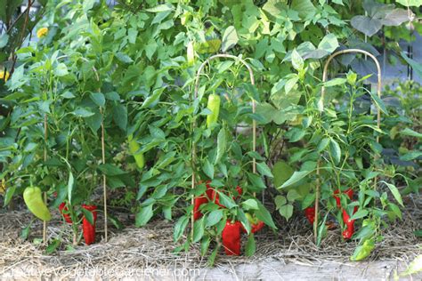 creative vegetable gardener reasons   pepper plants arent