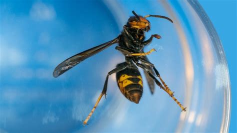 aziatische hoornaar valt bijenvolk van de wijnpers aan leuven actueel