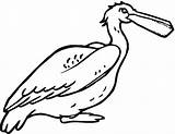 Pelican Coloring Pages Color Animal Animals Sheet Print Back sketch template