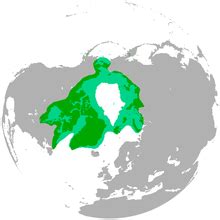 polar bear wikipedia