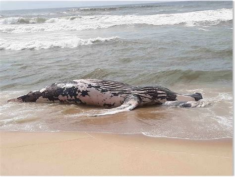 necropsy   performed  dead humpback whale   amagansett