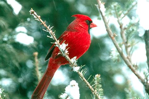 bird directory northern cardinal  christmas