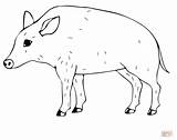 Wild Coloring Pig Pages Online Supercoloring Color Boar Drawing Printable Categories sketch template