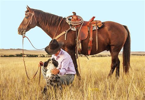 ranch horses  sale