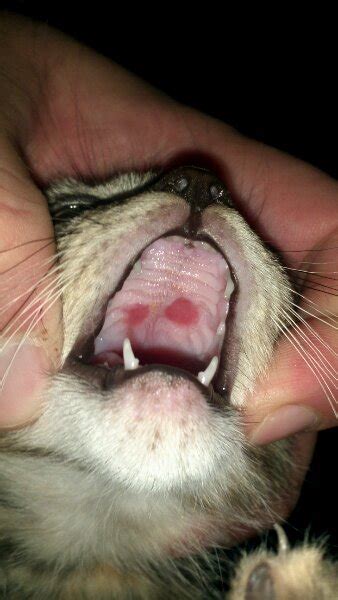 Ulcers In Kittens Mouth Dont Know What Else To Do Thecatsite