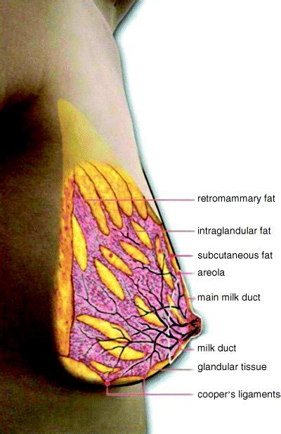 This Viral Image Of The Female Anatomy Showing Milk Ducts