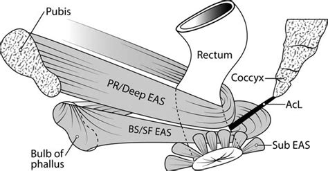 lateral view of the muscles that act upon the rectum and anal canal download scientific