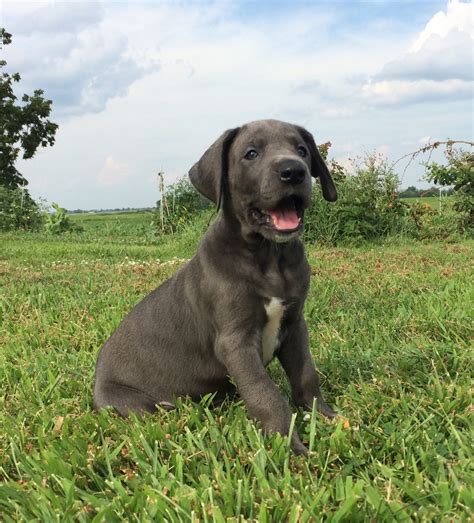 great dane puppies  sale bloomingburg