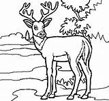 Deer Coloring Young Colorear Coloringcrew Animals sketch template