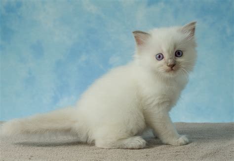 amy kitten female lilac point playfulpaws