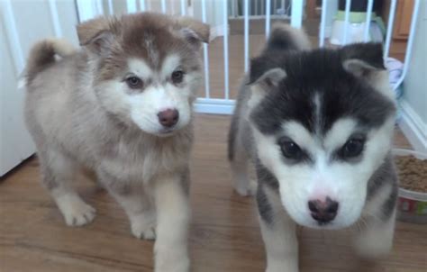 husky malamute mix aka alusky dogable