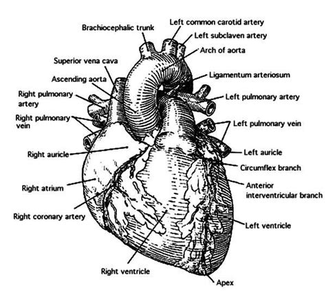 anatomi  human heart coloring pages heart coloring pages human