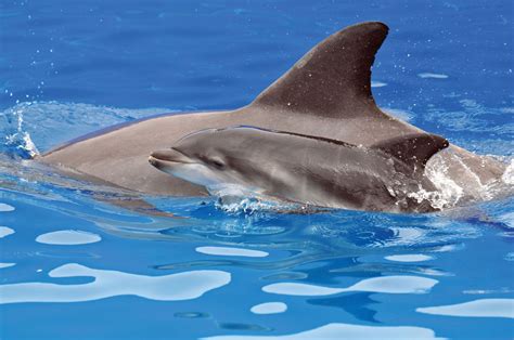 southern australian bottlenose dolphin mammal britannica