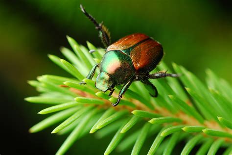 japanese beetles   control  rid  japanese beetles