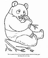 Coloring Zoo Pages Animal Bear Panda Animals Honkingdonkey Print Go Next sketch template