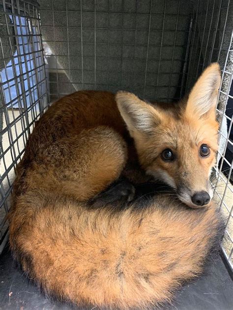 Injured Fox Rescued In Arlington The Washington Post