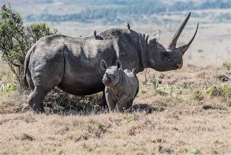 worldisbeautifulnet wildlife rhinoceros
