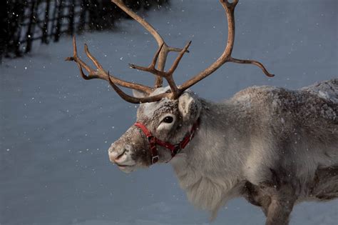 real reindeer reindeer  hire
