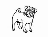 Pug Coloring Pages Dog Colorear Perfect Dude Coloringcrew Dogs Book Template sketch template