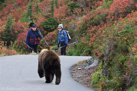 bear meets hikers   trail  paradise  mount rainier edbookphoto