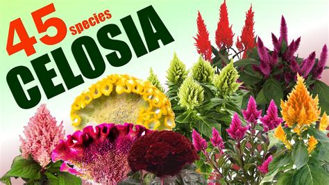celosia tapay tapay species herb stories youtube