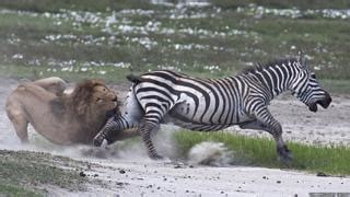 amazing pictures zebra fights   lion attack bbc newsround