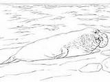 Seal Coloring Elephant Ringed Shore Pages Seals sketch template