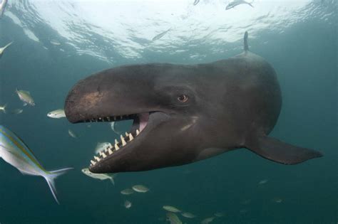false killer whale ocean treasures memorial library
