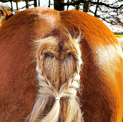 horse tail braids        bit