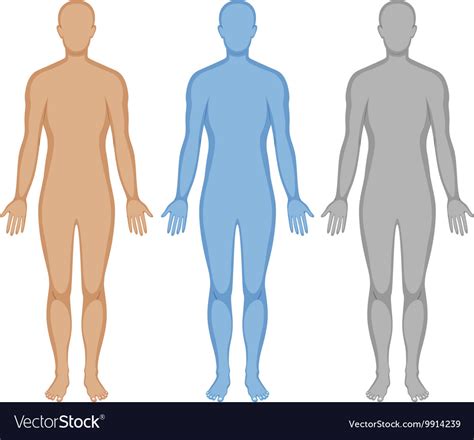 human body outline in three colors royalty free vector image