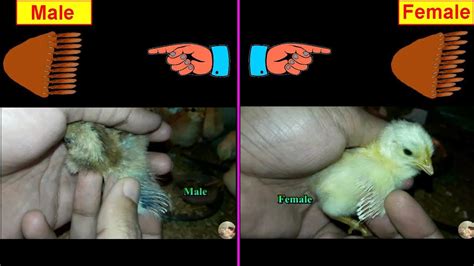 how to identify chicks male or female differentiate by chicken wings