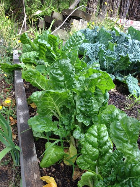 daves garden home grown vegetables helping  save  life