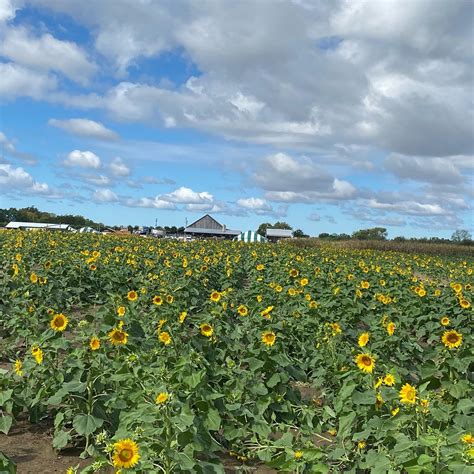 sunflower farms  indianapolis  pick sunflowers