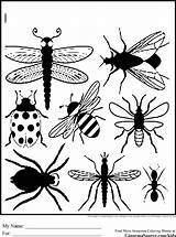 Coloring Pages Bug Insect Bugs Print Insects Color Printables Preschool Printable Outline Silhouette Insekten Coloriage Insecte Getcolorings Coloriages Garden Ginormasource sketch template